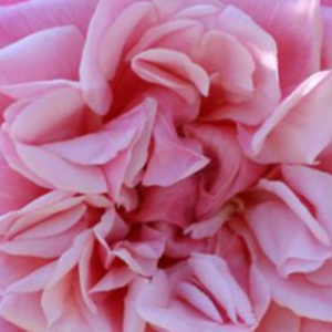 Róże ogrodowe - róże pnące ramblery - różowy  - Rosa  Souvenir de J. Mermet - róża ze średnio intensywnym zapachem - Louis Mermet - Bez ograniczenia możemy jej pozwolić piąć się na drzewa lub bramki różane.